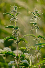 Urtica in the back beams of sunlight, on a blurred background of greenery. 