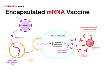 Diagram show meaning of encapsulated mRNA vaccine from viral spike protein (developed from COVID-19 or SARS-CoV-2) and how its work for immune response