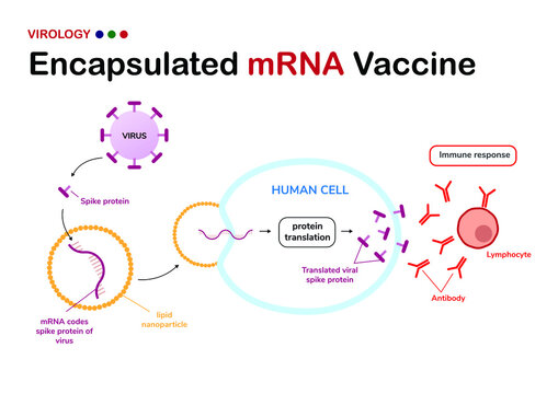 Diagram show meaning of encapsulated mRNA vaccine from viral spike protein (developed from COVID-19 or SARS-CoV-2) and how its work for immune response