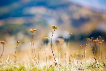 Fototapeta premium field of daisies