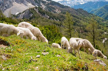 Flock of sheep grazing on alpine meadow surrounded with mountains.