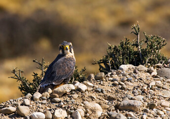 Aplomadovalk, Aplomado Falcon, Falco femoralis