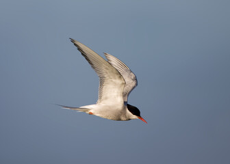 Noordse Stern, Arctic Tern, Sterna paradisaea