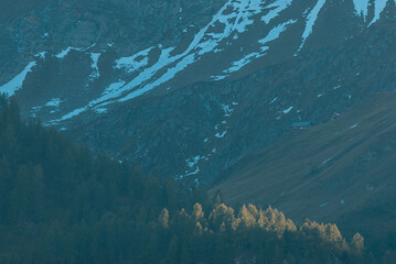 Forest on hillside in front of mountain