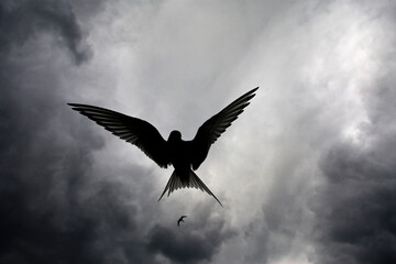 Noordse Stern, Arctic Tern, Sterna paradisaea