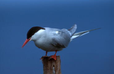 Arctic Tern
