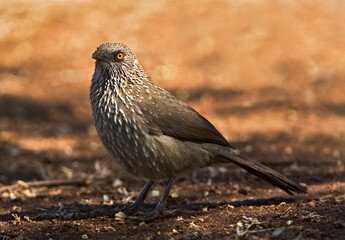 Pijlpuntbabbelaar, Arrow-marked Babbler, Turdoides jardineii