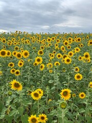 Obraz premium Campo de girassol em dia nublado