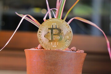 黄金に輝く富を象徴するビットコインの仮想通貨とサンスベリアの植物
