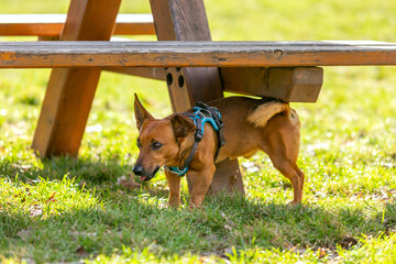 Cute small dog peeing outdoors onto a bench.