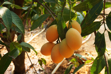 Marian plum,Marian mango or plango (mayongchit in Thai). The harvest season lasts from February to...