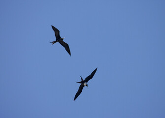 Ascension Frigatebird, Ascensionfregatvogel, Fregata aquila