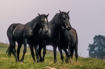 Obraz premium cheval, race Merens, Ariége
