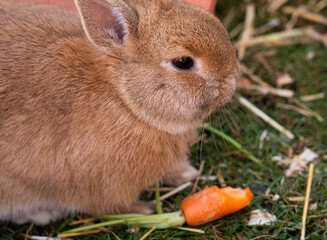 Dwarf rabbit eating an orange carrot with carrot herb on a green meadow
