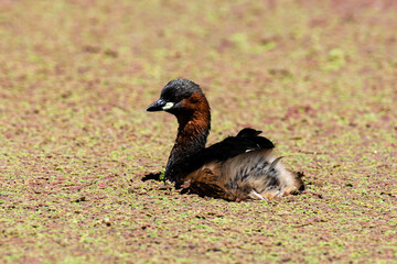 Grèbe castagneux,.Tachybaptus ruficollis, Little Grebe