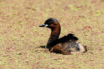 Grèbe castagneux,.Tachybaptus ruficollis, Little Grebe