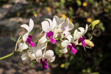 Yellow mix Dark Pink  orchids flower