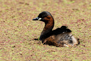 Grèbe castagneux,.Tachybaptus ruficollis, Little Grebe