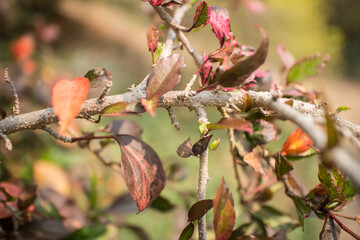 Close up Twigs of red Hibiscus rosa-sinensis