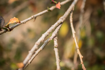 Close up Twigs of red Hibiscus rosa-sinensis