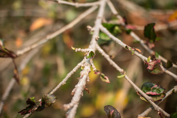 Close up Twigs of red Hibiscus rosa-sinensis