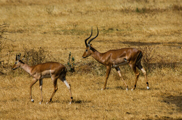 Impala, male et femelle, Aepyceros melampus