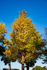横浜山下公園　紅葉の銀杏並木