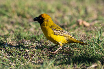 Tisserin intermédiaire,.Ploceus intermedius, Lesser Masked Weaver