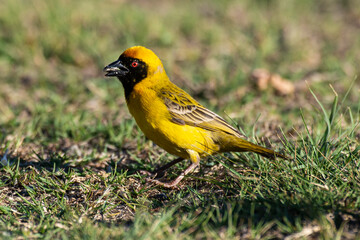 Tisserin intermédiaire,.Ploceus intermedius, Lesser Masked Weaver