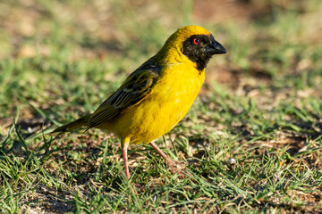 Tisserin intermédiaire,.Ploceus intermedius, Lesser Masked Weaver