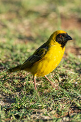 Tisserin intermédiaire,.Ploceus intermedius, Lesser Masked Weaver