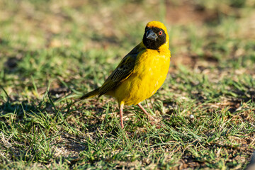 Tisserin intermédiaire,.Ploceus intermedius, Lesser Masked Weaver