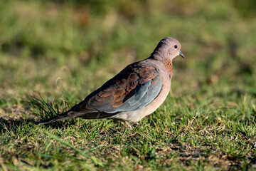 Tourterelle maillée,.Spilopelia senegalensis, Laughing Dove