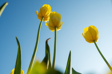 Fototapeta premium yellow tulips up to the sky