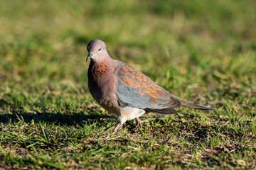 Tourterelle maillée,.Spilopelia senegalensis, Laughing Dove