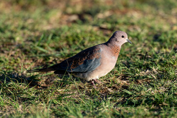 Tourterelle maillée,.Spilopelia senegalensis, Laughing Dove