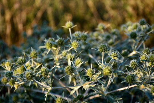 The inflorescences of Eryngium campestre in wraps of thorny leaves.