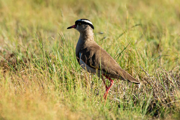Vanneau couronné,.Vanellus coronatus, Crowned Lapwing, Afrique du Sud