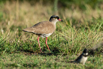 Vanneau couronné,.Vanellus coronatus, Crowned Lapwing, Afrique du Sud