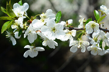 A close-up of a beautiful white cherry tree blossom. Delicate, tiny white cherry flowers with small green leaves of a cherry tree branch in spring.