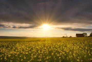 Obraz premium Rapsfeld im Sonnenuntergang