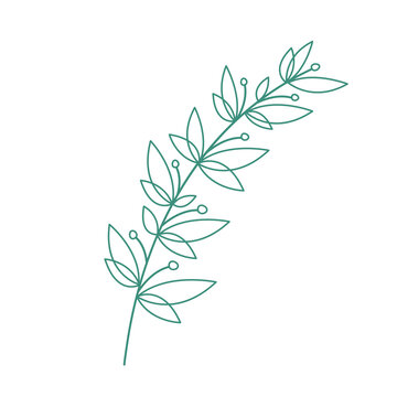 Vector hand-drawn image of a branch with leaves outline