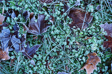 maple leaves covered with frost. texture