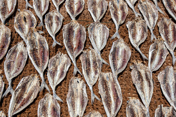 Sardine fish drying in the sun on hessian matting on Negombo beach in Sri Lanka.