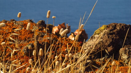Suche rośliny na tle kamienia i oceanu na Maderze, Portugalia © vofchok