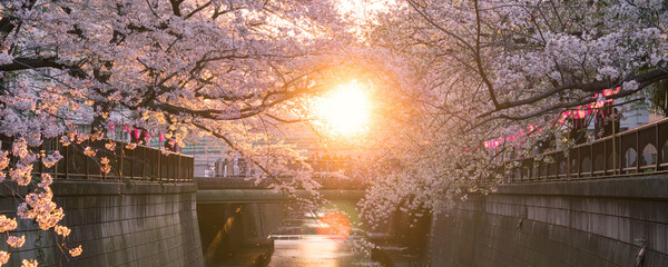 Cherry blossoms at sunset along Meguro River in Tokyo　東京 目黒川の桜と夕日