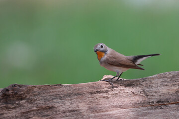 Brown bird with golden feathers on its chin perching on thin branch over bright green background in nature, taiga flycatcher