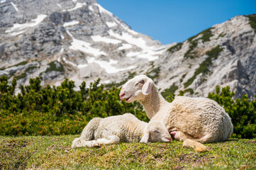 Naklejka premium Cute lamb with her mother resting on mountain meadow.