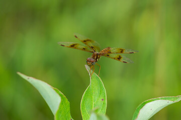 Eastern Amberwing Dragonfly in Summer