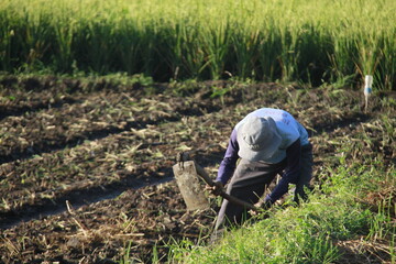 Naklejka na ściany i meble A farmer was taking care of an area to open a new rice field area